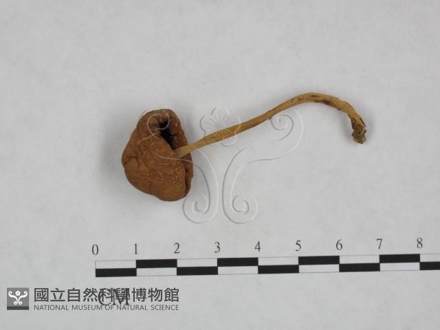 登錄號:F0023561藏品圖，第1張