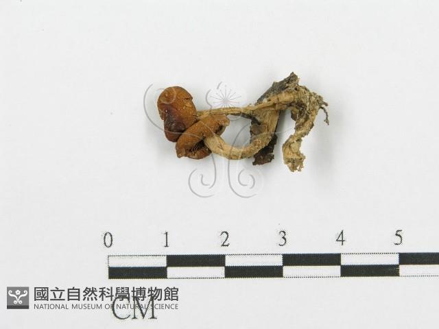 登錄號:F0003561藏品圖，第1張