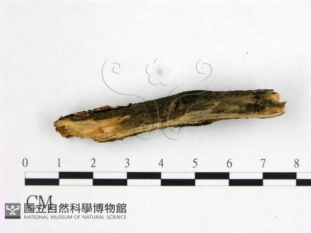 花耳屬藏品圖，第1張