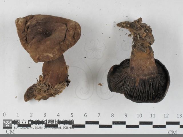 登錄號:F0033561藏品圖，第1張