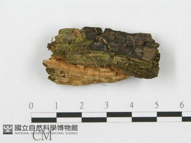 登錄號:F0020161藏品圖，第1張