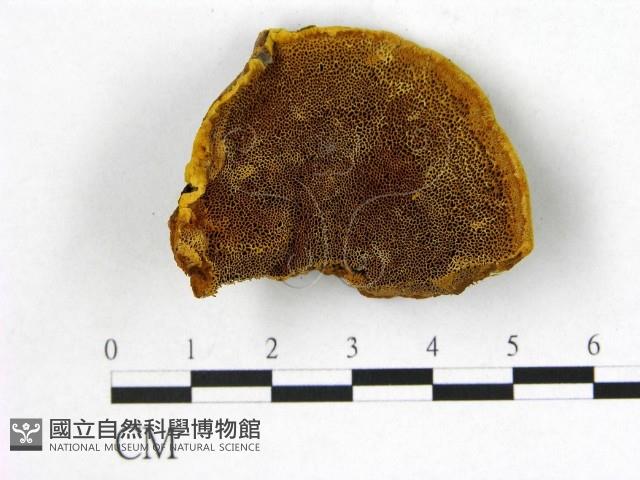 登錄號:F0006161藏品圖，第1張