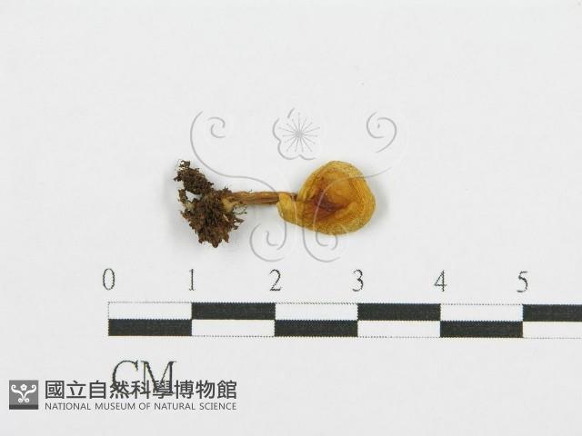 紅菇屬藏品圖，第1張