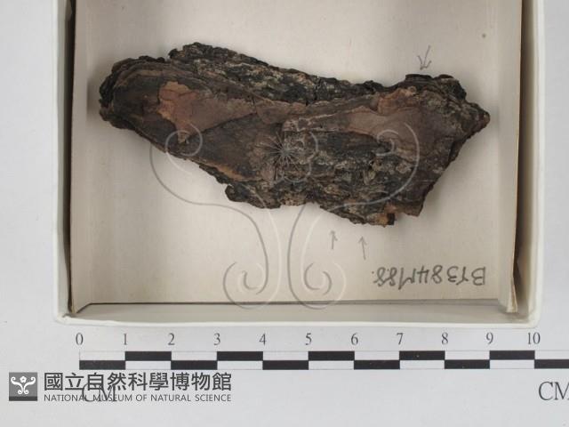 登錄號:F0021161藏品圖，第1張