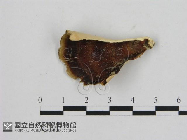 相鄰小孔菌藏品圖，第1張
