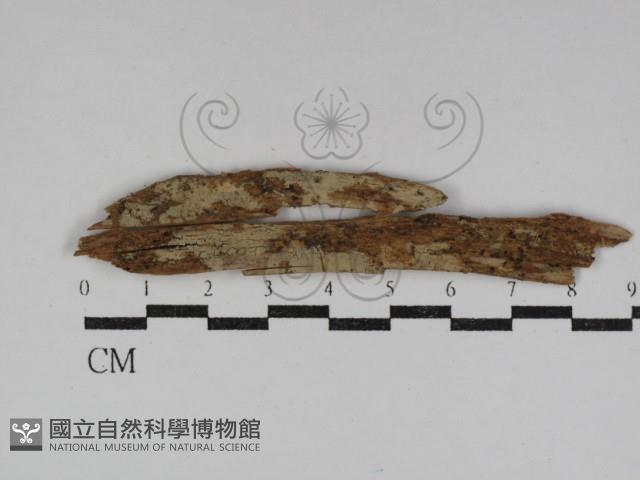 登錄號:F0031161藏品圖，第1張