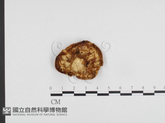 多孔菌屬藏品圖，第1張