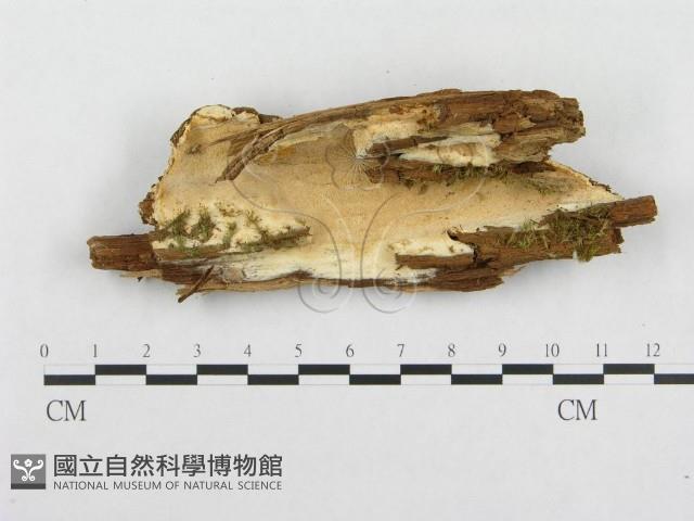 登錄號:F0014161藏品圖，第1張