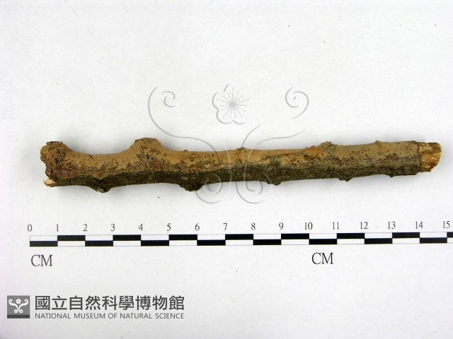 登錄號:F0022161藏品圖，第1張