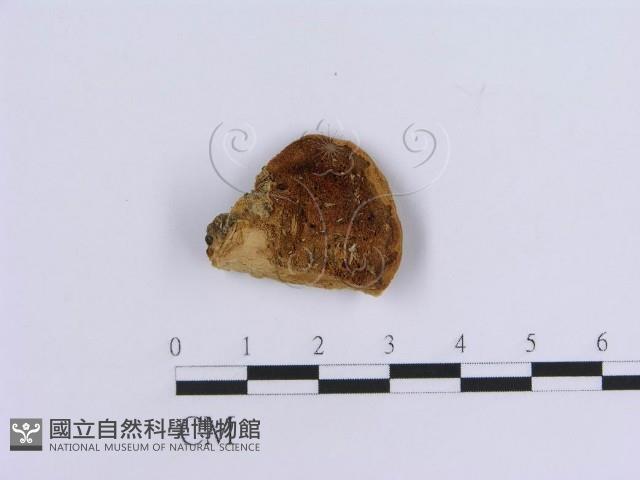 登錄號:F0007161藏品圖，第1張