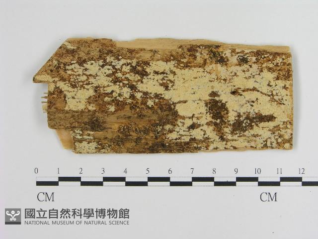 登錄號:F0017161藏品圖，第1張