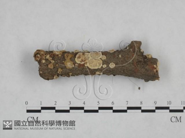 登錄號:F0025161藏品圖，第1張