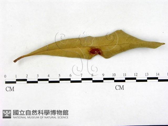 登錄號:F0005161藏品圖，第1張