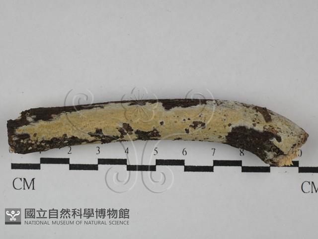 絲皮菌屬藏品圖，第1張