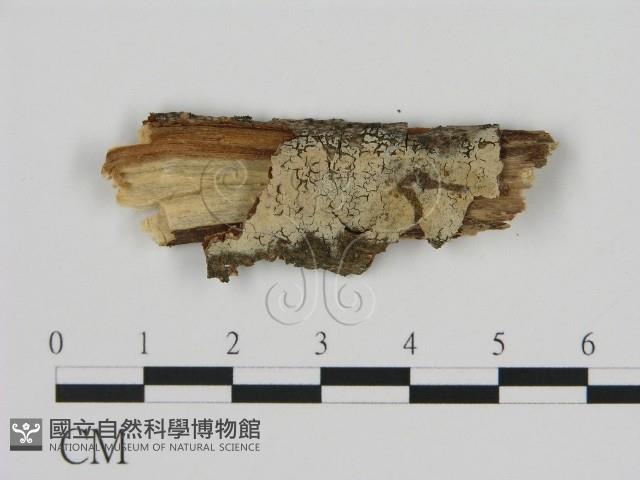 絲皮菌屬藏品圖，第1張