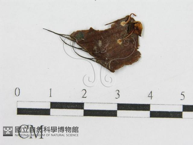 登錄號:F0019161藏品圖，第1張