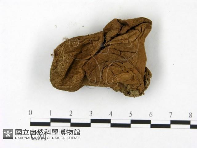 登錄號:F0023161藏品圖，第1張