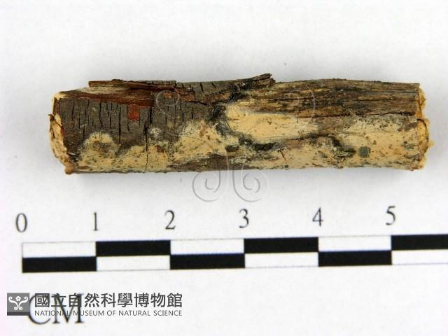 登錄號:F0003161藏品圖，第1張