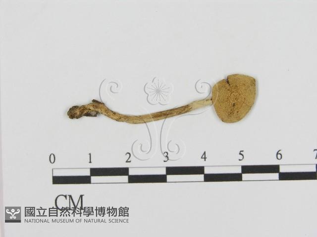 登錄號:F0013161藏品圖，第1張