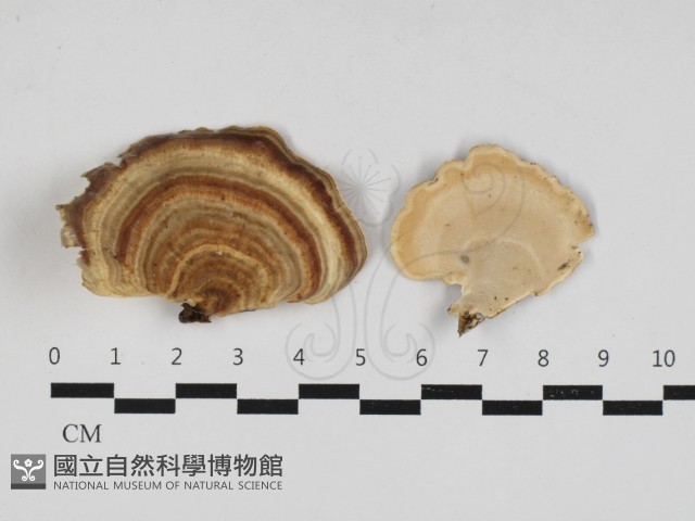 相鄰小孔菌藏品圖，第1張