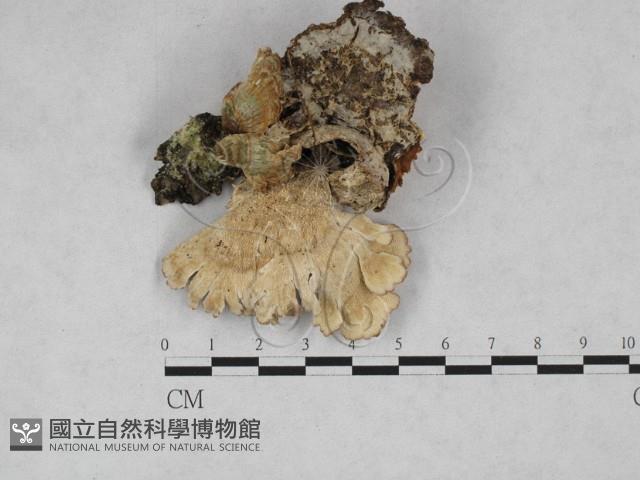 附毛菌屬藏品圖，第1張