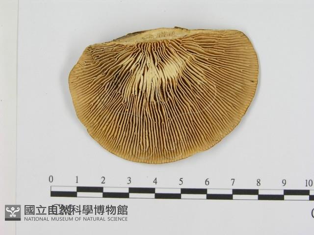 登錄號:F0008061藏品圖，第1張