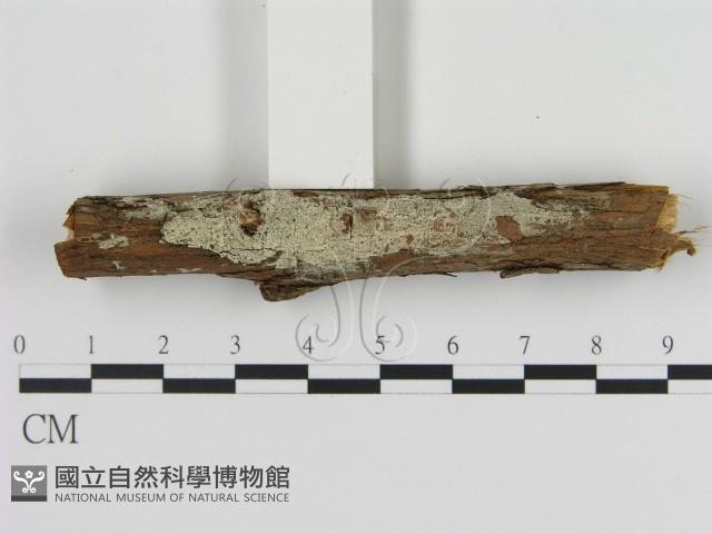 登錄號:F0020061藏品圖，第1張