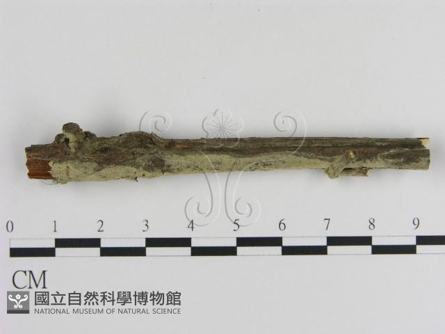 登錄號:F0000061藏品圖，第1張