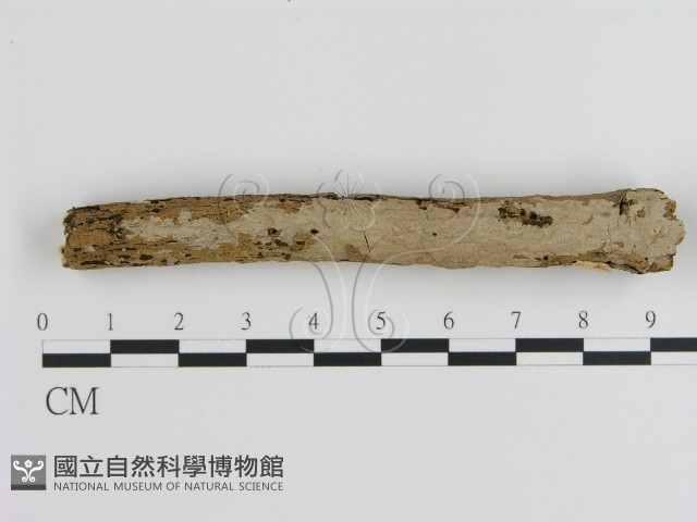 刺皮菌屬藏品圖，第1張