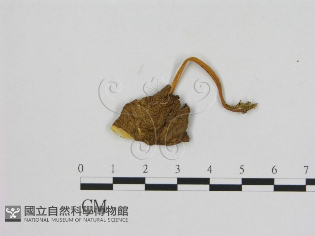 登錄號:F0016061藏品圖，第1張