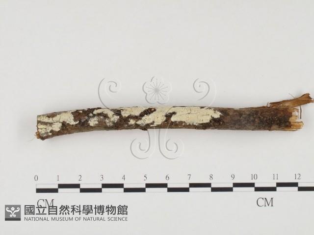 冇骨消絲齒菌藏品圖，第1張