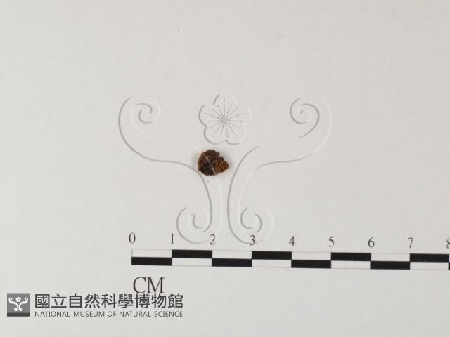 登錄號:F0011061藏品圖，第1張