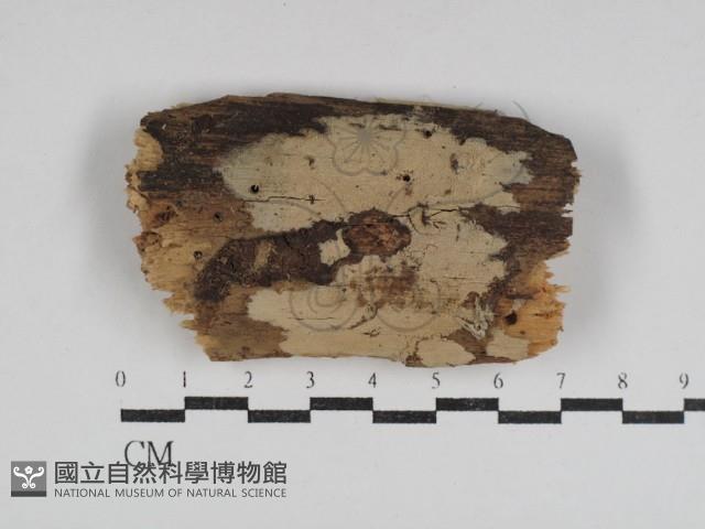登錄號:F0031061藏品圖，第1張