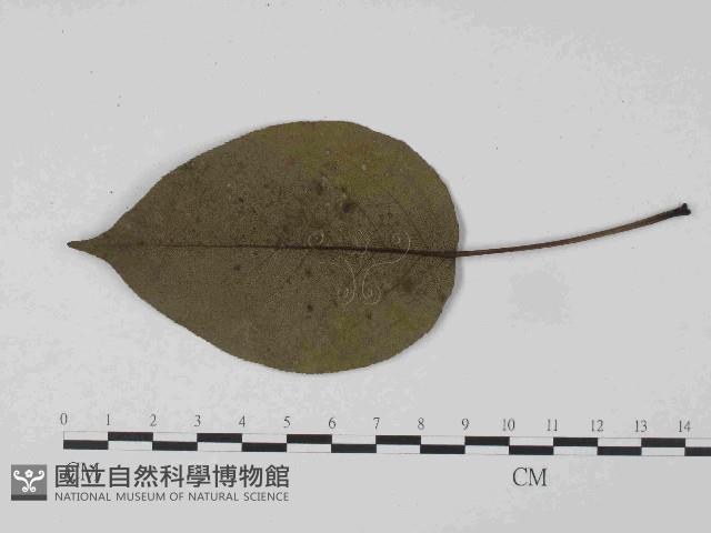 登錄號:F0024061藏品圖，第1張