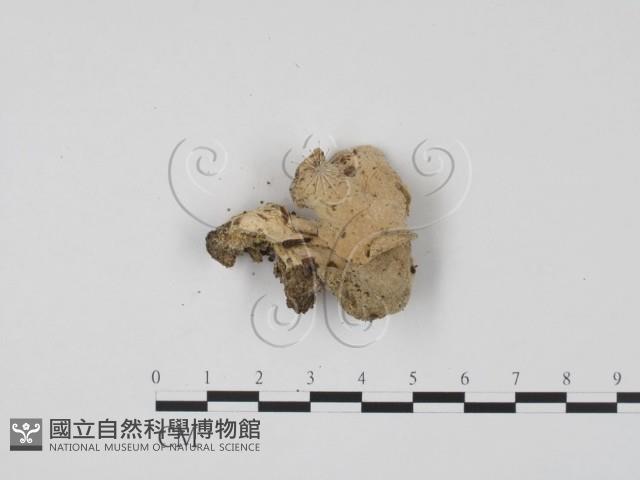 登錄號:F0004061藏品圖，第1張