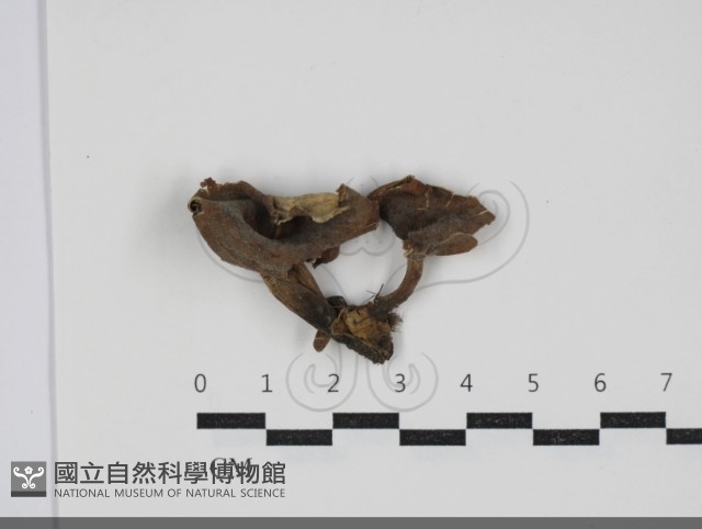 多孔菌屬藏品圖，第1張