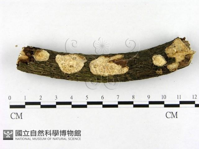 登錄號:F0022061藏品圖，第1張