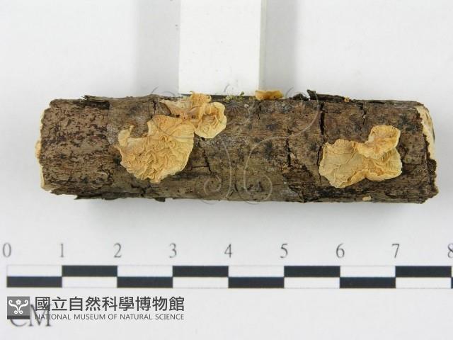 登錄號:F0002061藏品圖，第1張