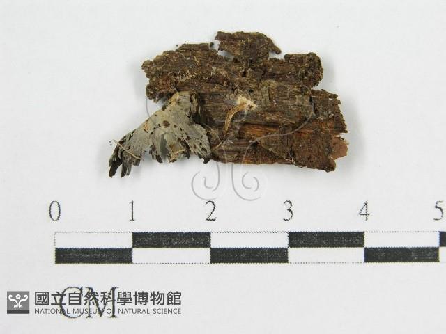 鬼傘屬藏品圖，第1張