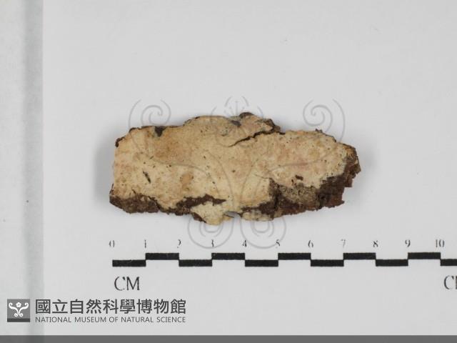 登錄號:F0032061藏品圖，第1張