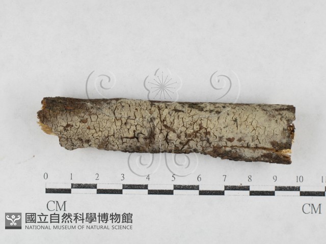 剛毛絲皮菌藏品圖，第1張