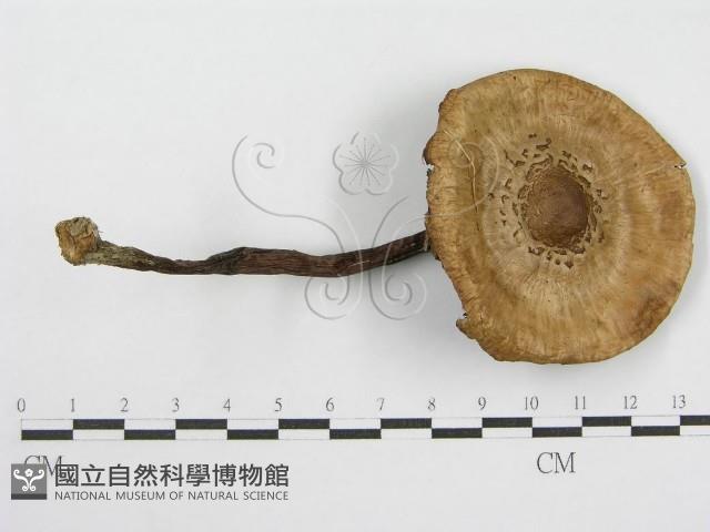 登錄號:F0017061藏品圖，第1張