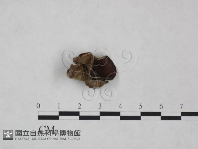 毛木耳藏品圖，第1張