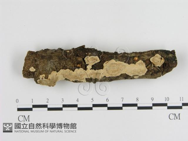 刺皮菌屬藏品圖，第1張