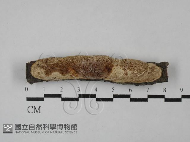 登錄號:F0029061藏品圖，第1張