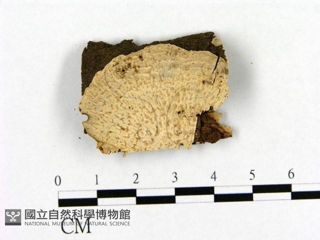 登錄號:F0009061藏品圖，第1張