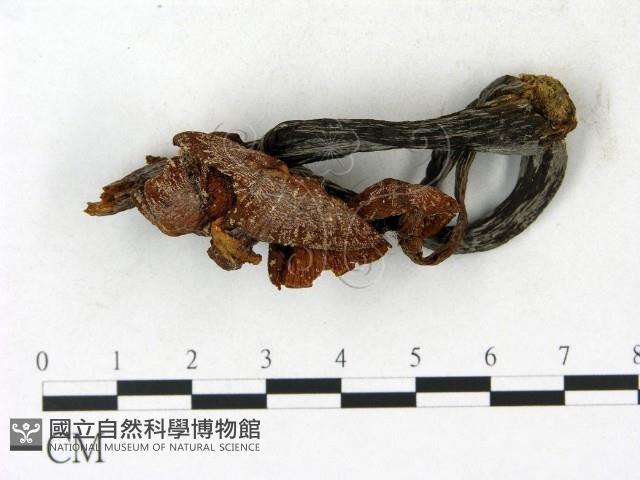 登錄號:F0023061藏品圖，第1張
