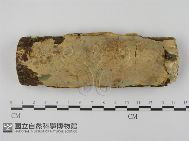 登錄號:F0003061藏品圖，第1張