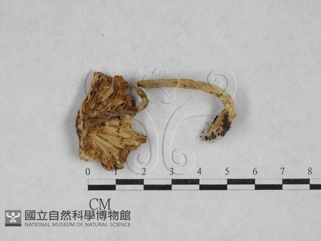 登錄號:F0028361藏品圖，第1張