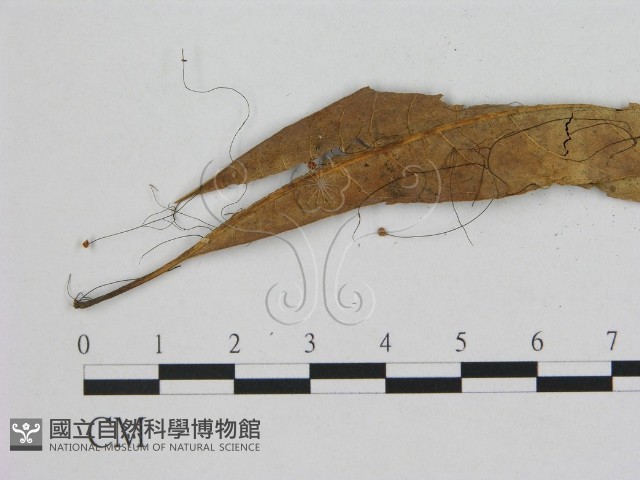 登錄號:F0008361藏品圖，第1張